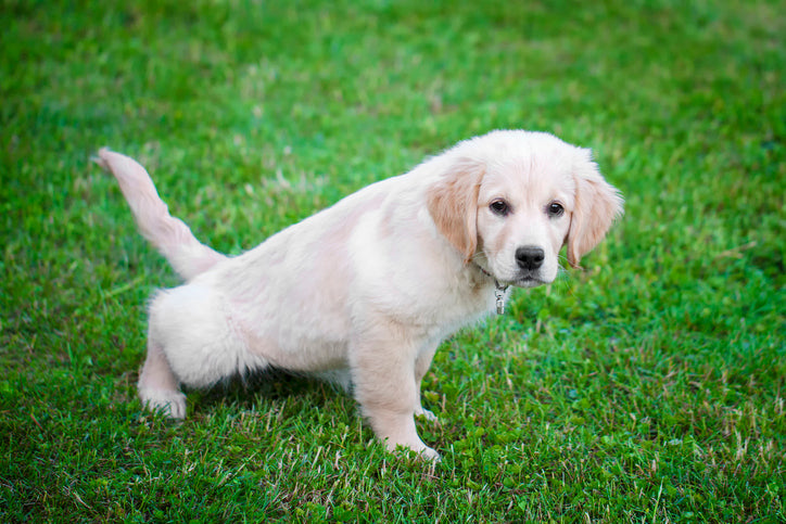 Dealing with a Dog Who Won't Potty Outside