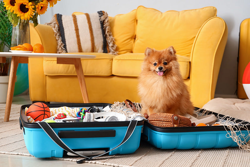 10 Tips for Stress-Free Traveling with Your Furry Companion